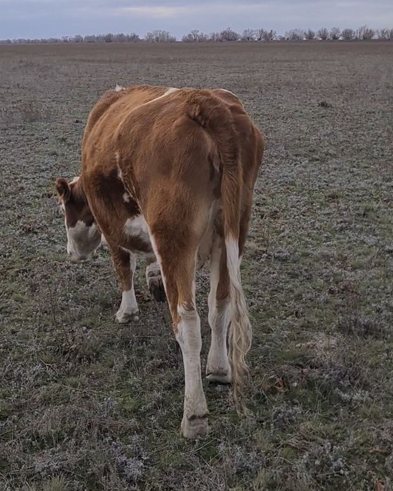 Сиыр сатылады!!!