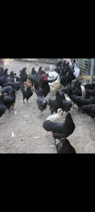 oua de incubat si pui de vanzare