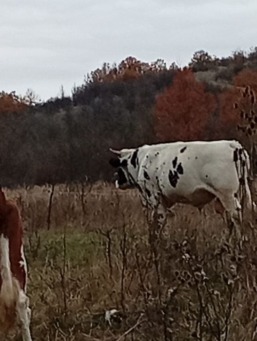 Taure de vânzare,90 de milioane negociabil