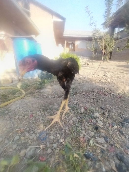 DAKANG sotiladi jojava horoz