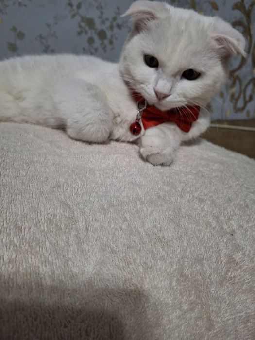 Скотиш фолд мушукча