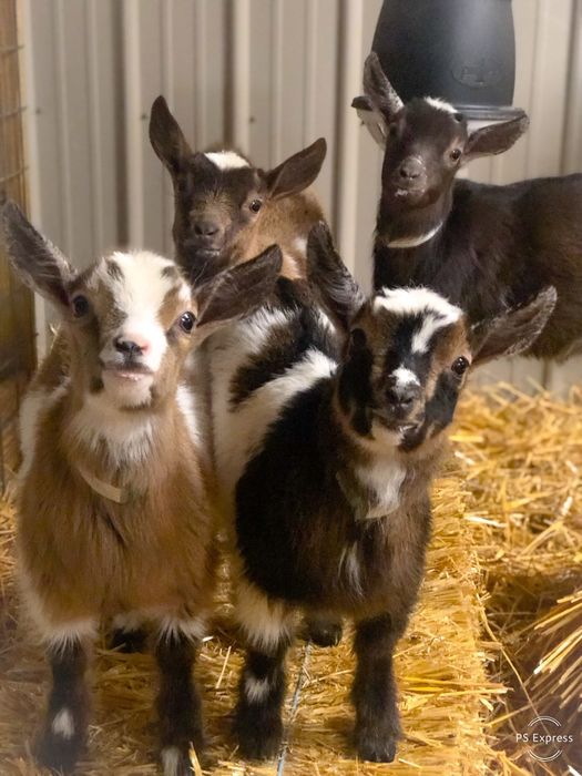 Vand capre pitice nigeriene