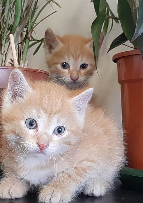 Котята, 1.5 месяца. Мышеловы.