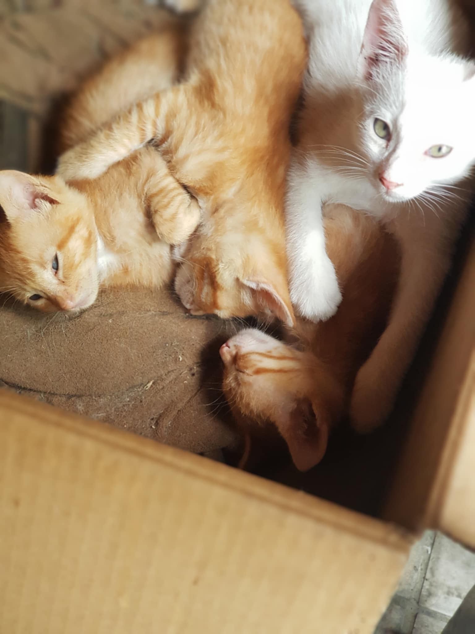 Подаряват се малки котенца