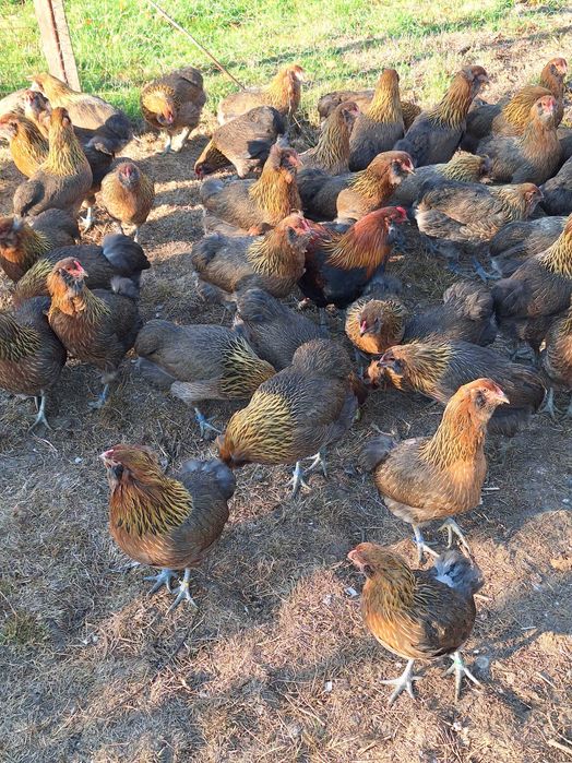 Araucana , femele 2025 !!!