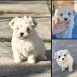 Bichon Maltez pui