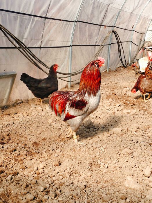 Cocos Araucana deosebit