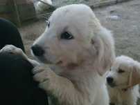Puiuti Goldeni retriver