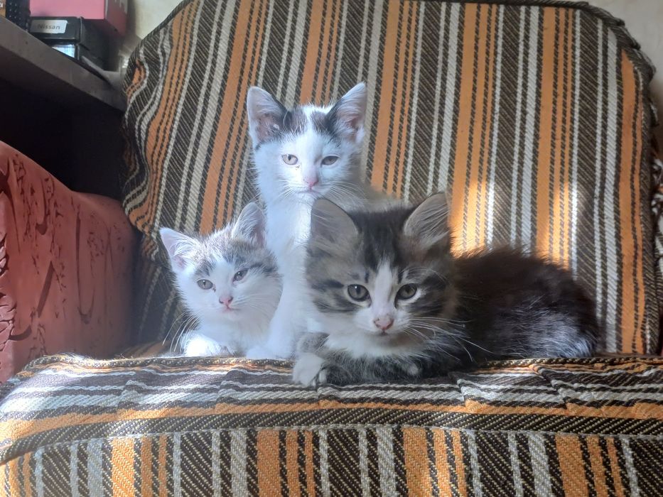 Котята ищут хозяев
