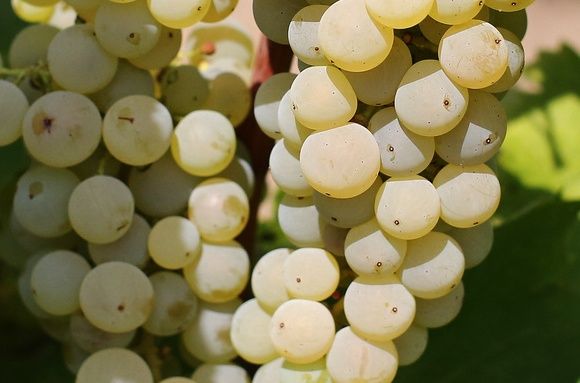 Vita De Vie Altoită (DE VIN )