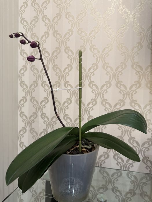 Орхидеи Филенопсис