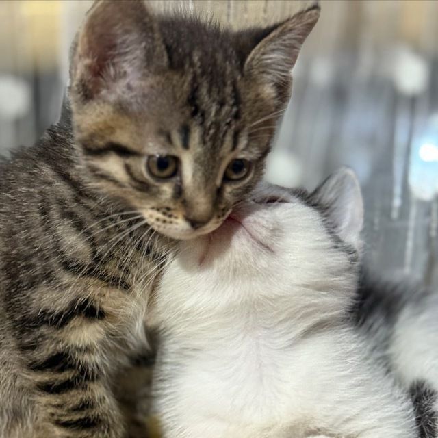 Хадияга. Отдам в хорошие руки