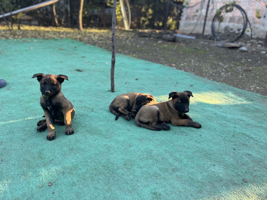 Ciobanesc belgian malinois