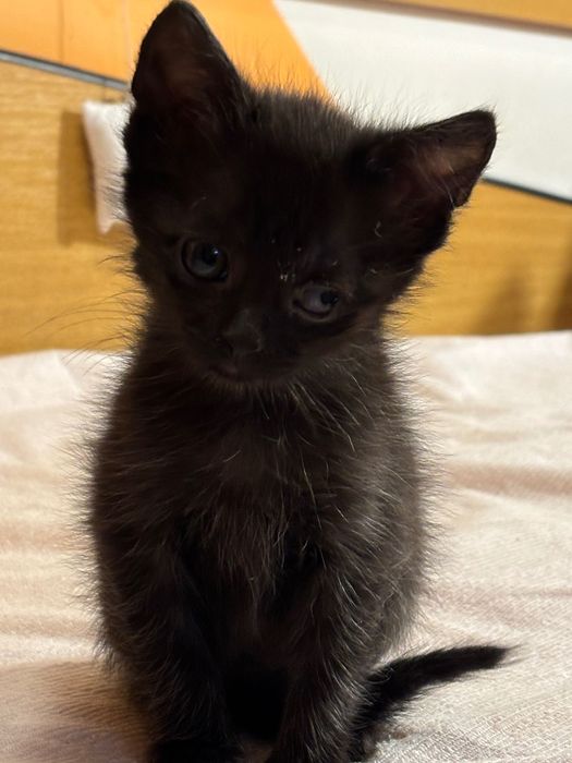 Motanei pentru adoptie