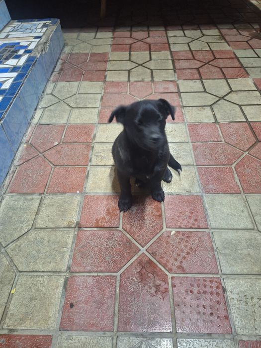 чистый мачка дворнящка девочка