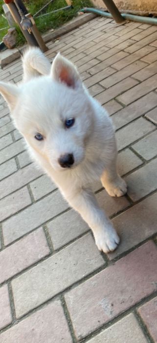 Husky siberian pui