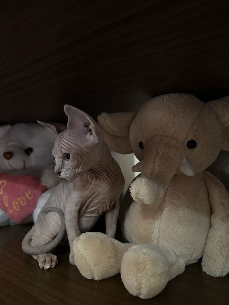 Продаются котята сфинксы