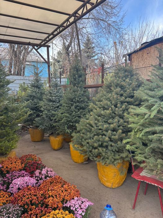 Ель голубая елки голубые саженцы высокий ассортимент звоните