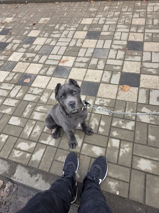 Куче порода Кане Корсо