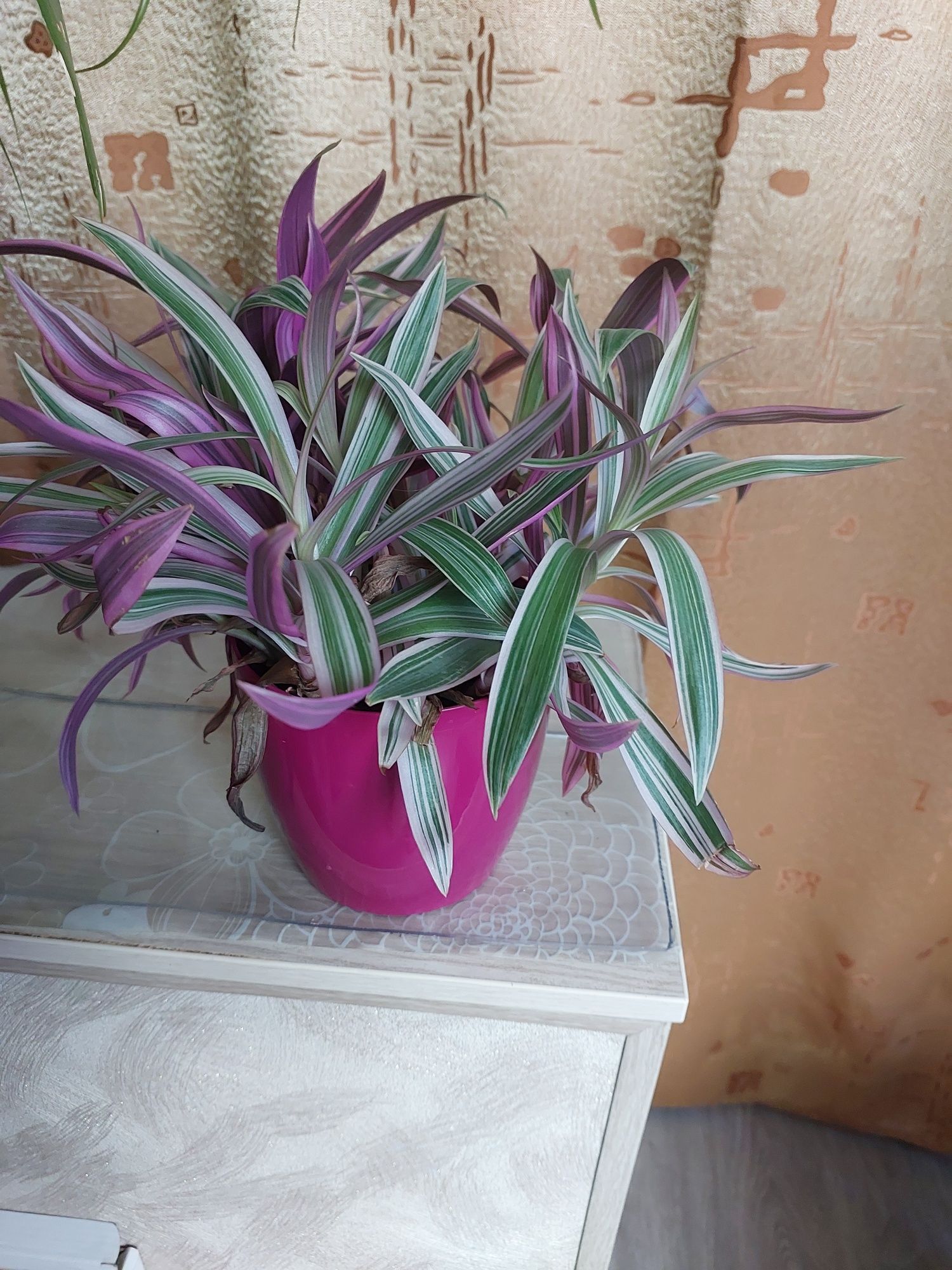 Продаю Комнатные цветы