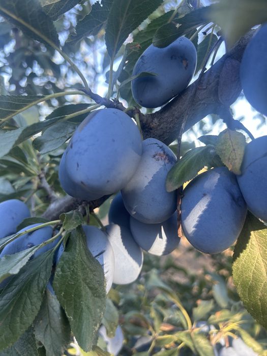 Prune calitatea 1