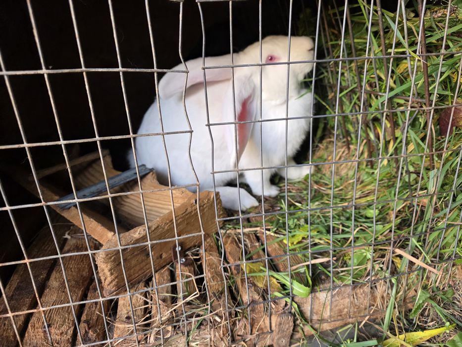 Iepuri de casa 4-5 kg