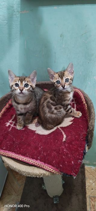 Бенгальские котята