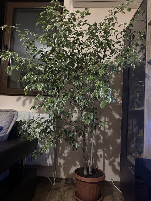 Продавам дърво Бенджамин (Ficus Benjamina)