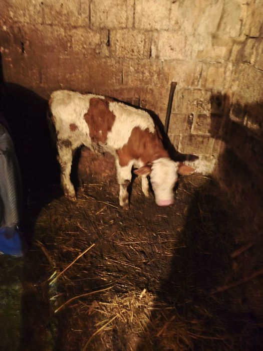 Vând vacă cu vițel