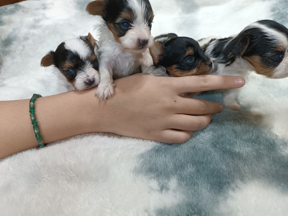 Щенки бивер йорка