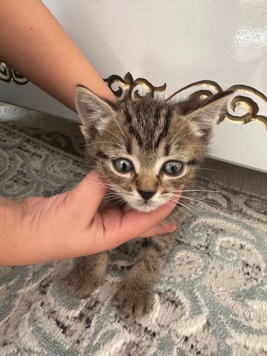 Отдам котят в хорошие руки