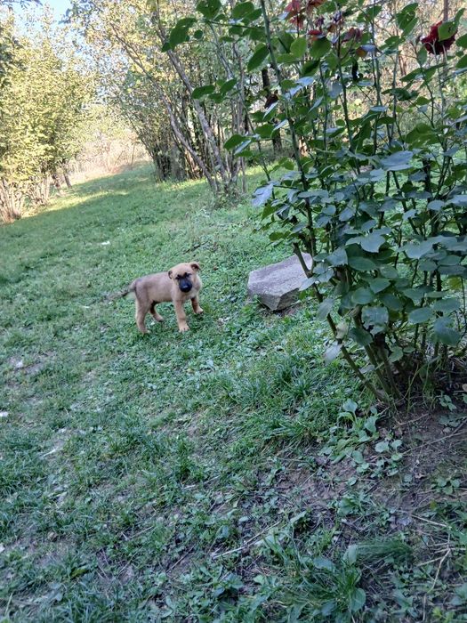 Căței de rasă mixtă caută o nouă locuință, căței au 8 săptămâni mănânc
