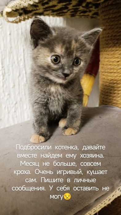 Его просто выбросили. Ищет хозяина. Алматы