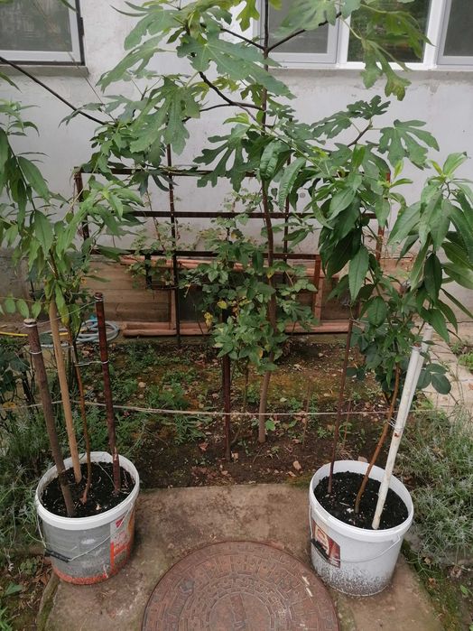 butași de trandafiri maturi toate culorile