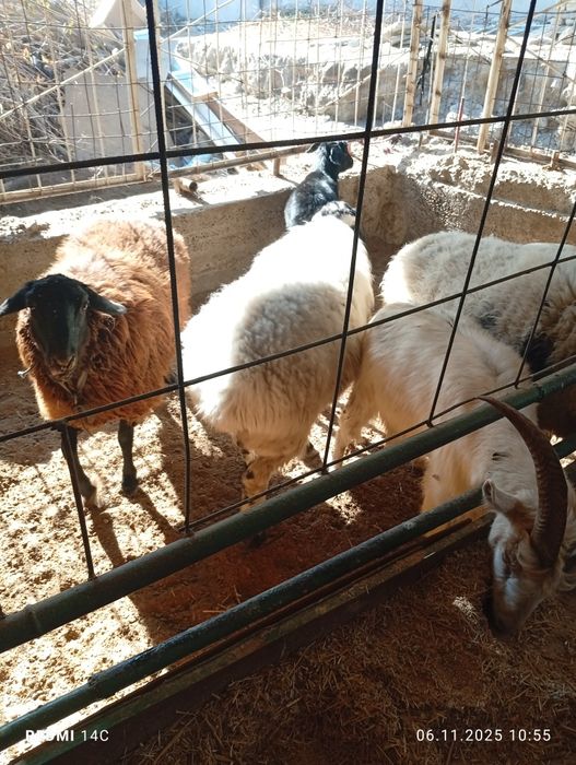 Бугоз экиззой куйлар тезда сотилади шошилинг йеб ичиши кайфияти ало!