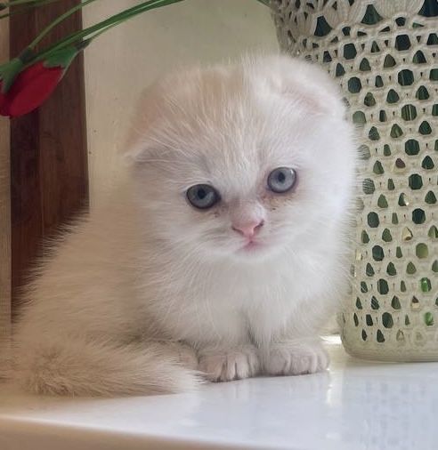 Продаётся котенок Скоттиш фолд манчкин коротколапый вислоухий