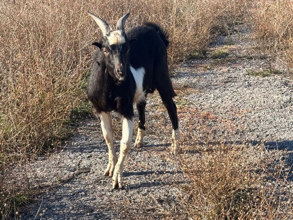 Продавам мъжко ЯРЕ
