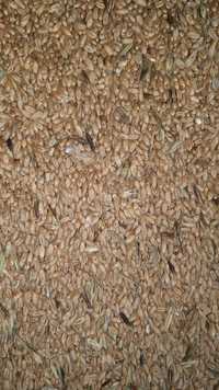 Пшеница в мешках корм