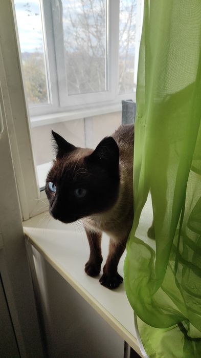 C котиком жить,век не тужить!