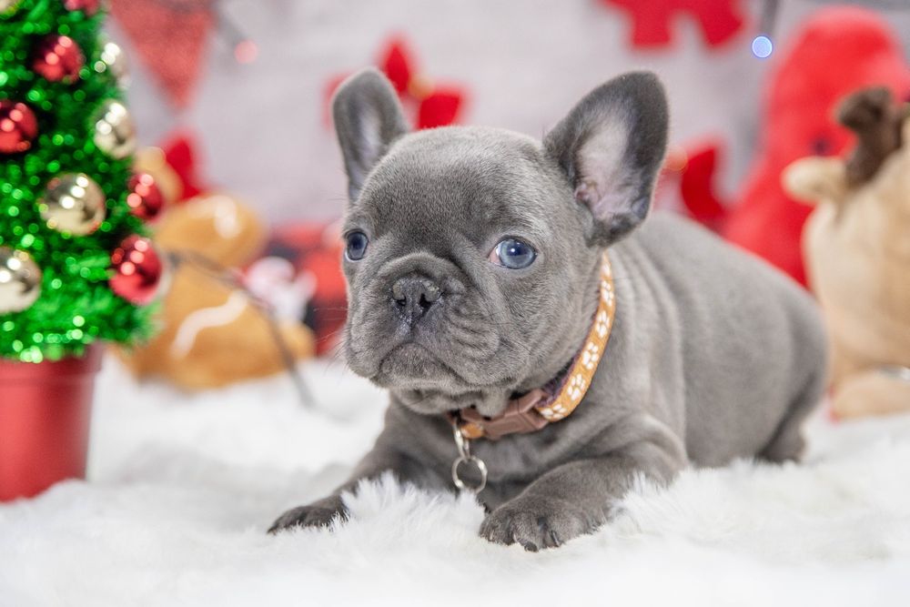 bulldog francez lilac