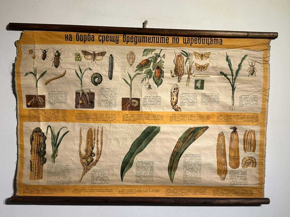 Соц Учебни Плакати Постери Ботаника