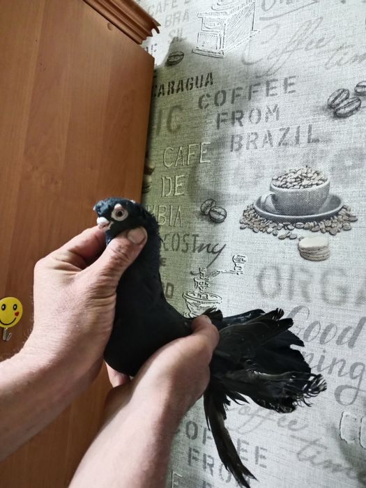 Продам малоносых голубей