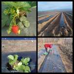 FOLIE MULCIRE=AntiBuruieni=AGROTEXTIL, Garanție 7ani, Marcaje, 100gr