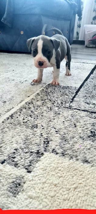 American Staffordshire Terrier