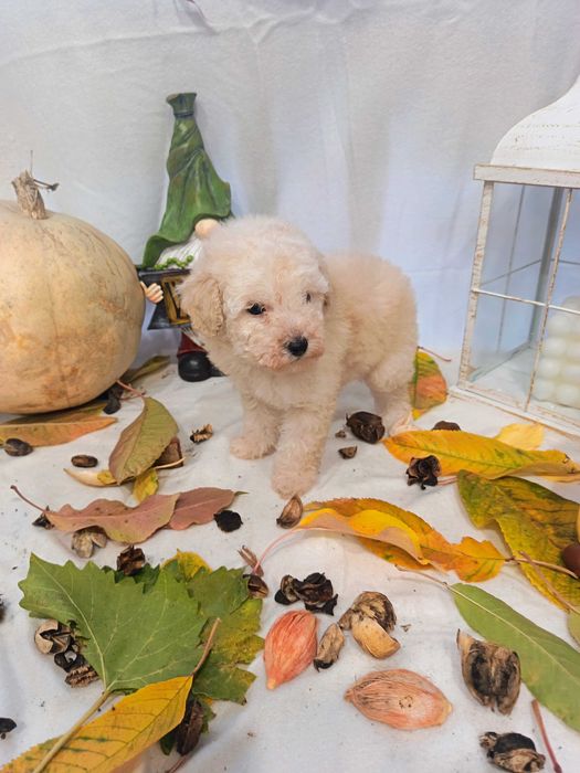 Мини   пуделчета