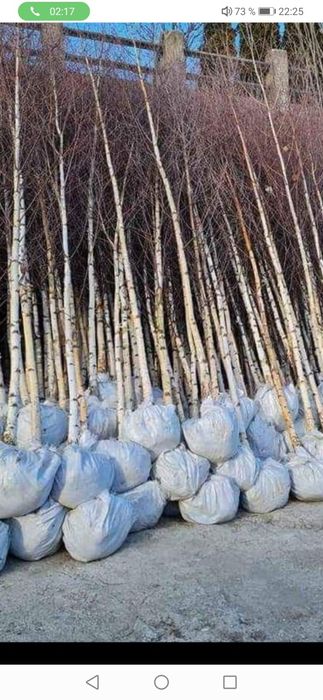 Vând plante ornamentale oriunde în țară execut grătare cascade