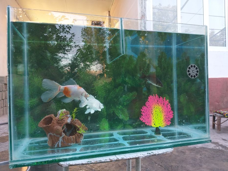 Baliqchalar va Akvarium umumiy sotiladi 20 ga  yaqin aloxidaham