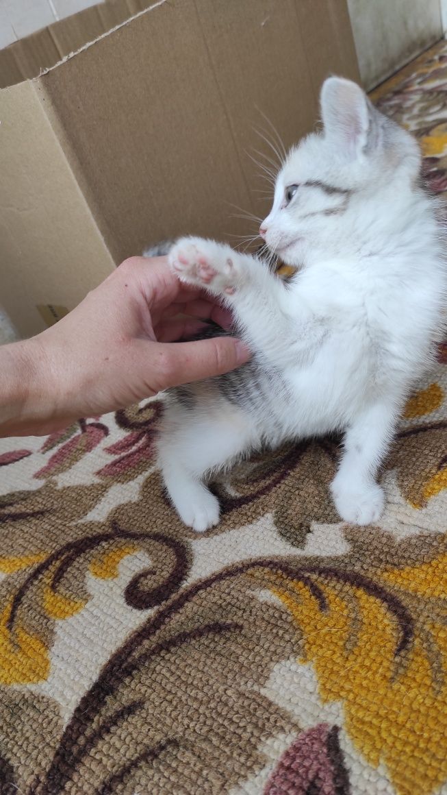 Трёхцветная на удачу