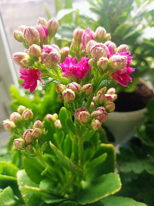 Комнатный цветок Каланхоэ