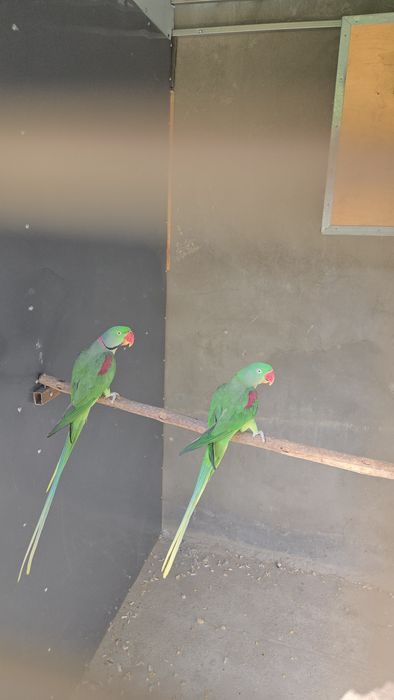 Готовая пара Александрского попугая